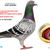 ButoiConstantin