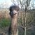 Pavone