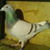 Florin17