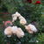 floralia