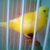 DanDonca