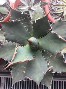 Planta mama titanoa