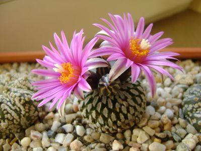 Turbinicarpus pseudopectinatus; mart. 2017
