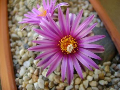 Turbinicarpus pseudopectinatus; mart. 2017
