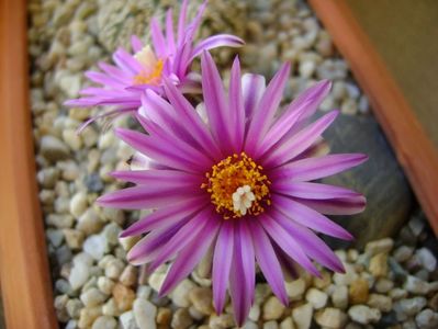 Turbinicarpus pseudopectinatus; mart. 2017
