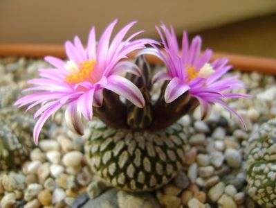 Turbinicarpus pseudopectinatus; mart. 2017
