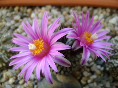 Turbinicarpus pseudopectinatus; mart. 2017
