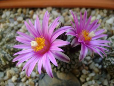 Turbinicarpus pseudopectinatus; mart. 2017
