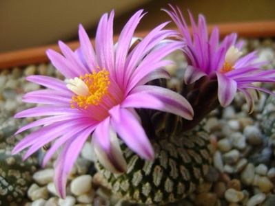 Turbinicarpus pseudopectinatus; mart. 2017
