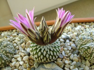 Turbinicarpus pseudopectinatus; mart. 2017
