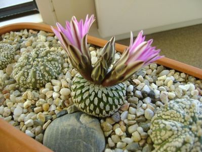 Turbinicarpus pseudopectinatus; mart. 2017
