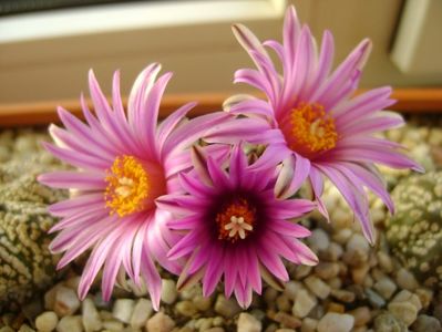 Turbinicarpus pseudopectinatus; mart. 2017
