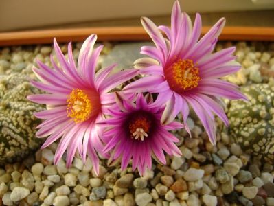 Turbinicarpus pseudopectinatus; mart. 2017
