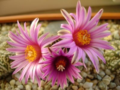 Turbinicarpus pseudopectinatus; mart. 2017
