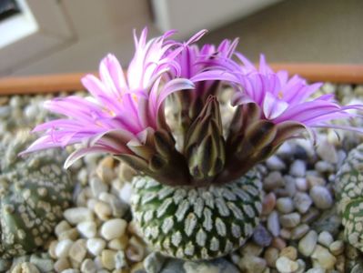 Turbinicarpus pseudopectinatus; mart. 2017
