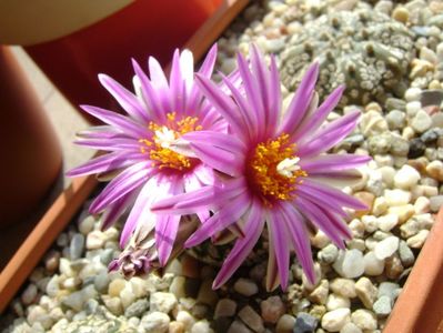 Turbinicarpus pseudopectinatus; mart. 2017
