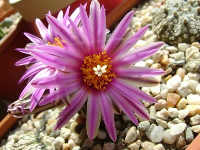 Turbinicarpus pseudopectinatus; mart. 2017
