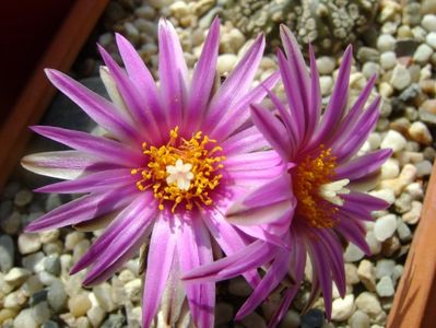 Turbinicarpus pseudopectinatus; mart. 2017
