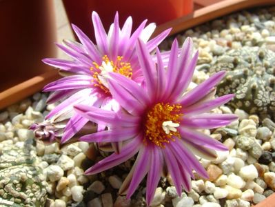 Turbinicarpus pseudopectinatus; mart. 2017
