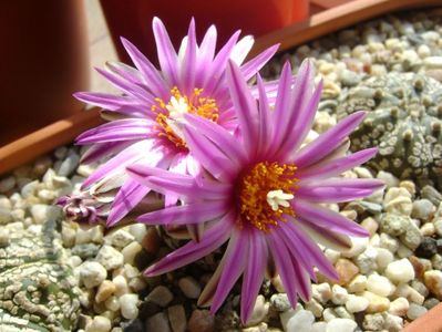 Turbinicarpus pseudopectinatus; mart. 2017
