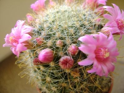 Mammillaria zeilmanniana; mart. 2017
