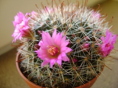 Mammillaria oteroi; mart. 2017
