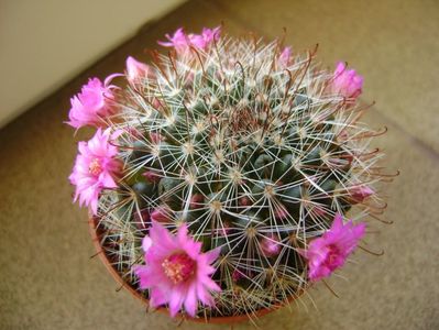 Mammillaria oteroi; mart. 2017
