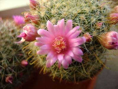 Mammillaria zeilmanniana; mart. 2017
