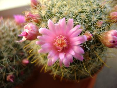 Mammillaria zeilmanniana; mart. 2017
