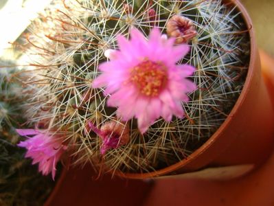 Mammillaria oteroi; mart. 2017
