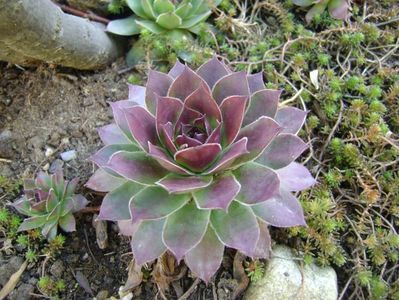 Sempervivum