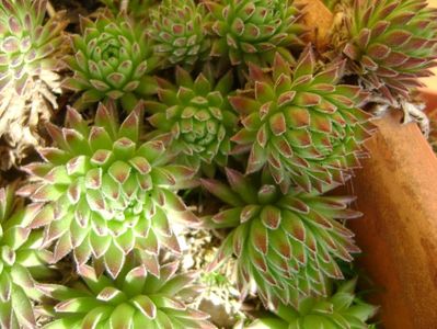 Sempervivum