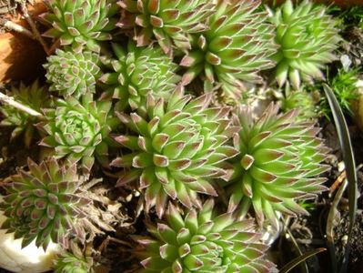 Sempervivum