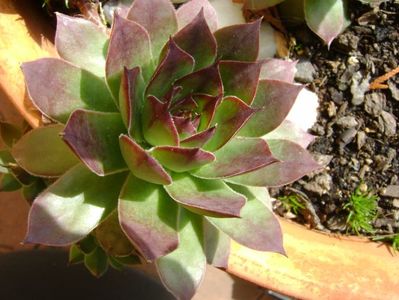 Sempervivum