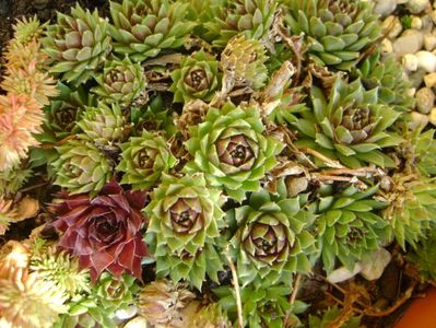 Sempervivum