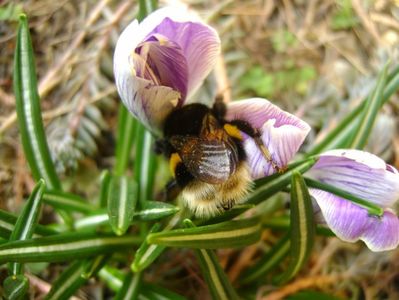 Crocusi si bondari