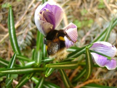 Crocusi si bondari