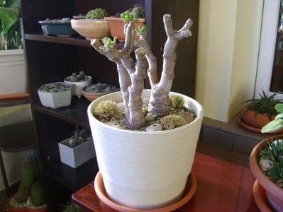 Crassula ovata hobbit, tunsa si frezata; mart. 2017
