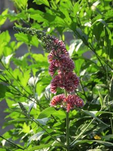 3 iulie 2016 Buddleja Flower Power