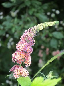 3 iulie 2016 Buddleja Flower Power1