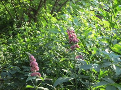 3 iulie 2016 Buddleja Flower Power2