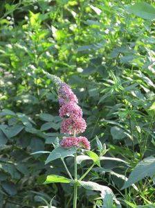 3 iulie 2016 Buddleja Flower Power3