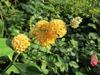 3 iulie 2016 Buddleja galbena