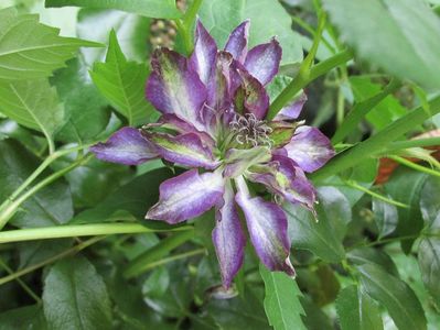 19 august 2016 clematis Venosa Violacea - floare ciudata