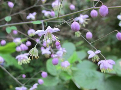 19 august 2016 Thalictrum 2