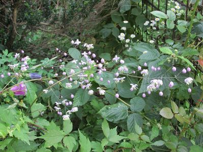 19 august 2016 Thalictrum