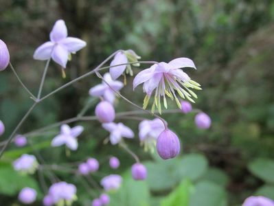 19 august 2016 Thalictrum1