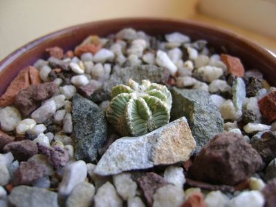 Aztekium hintonii, San Jose del Rio Galeana, Mx