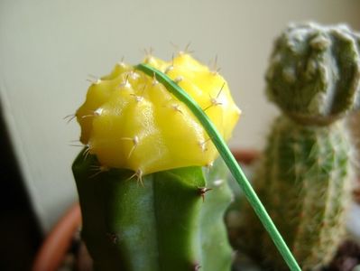 Gymnocalycium mihanovichii yellow; altoit de mine
