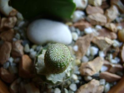 Yavia cryptocarpa